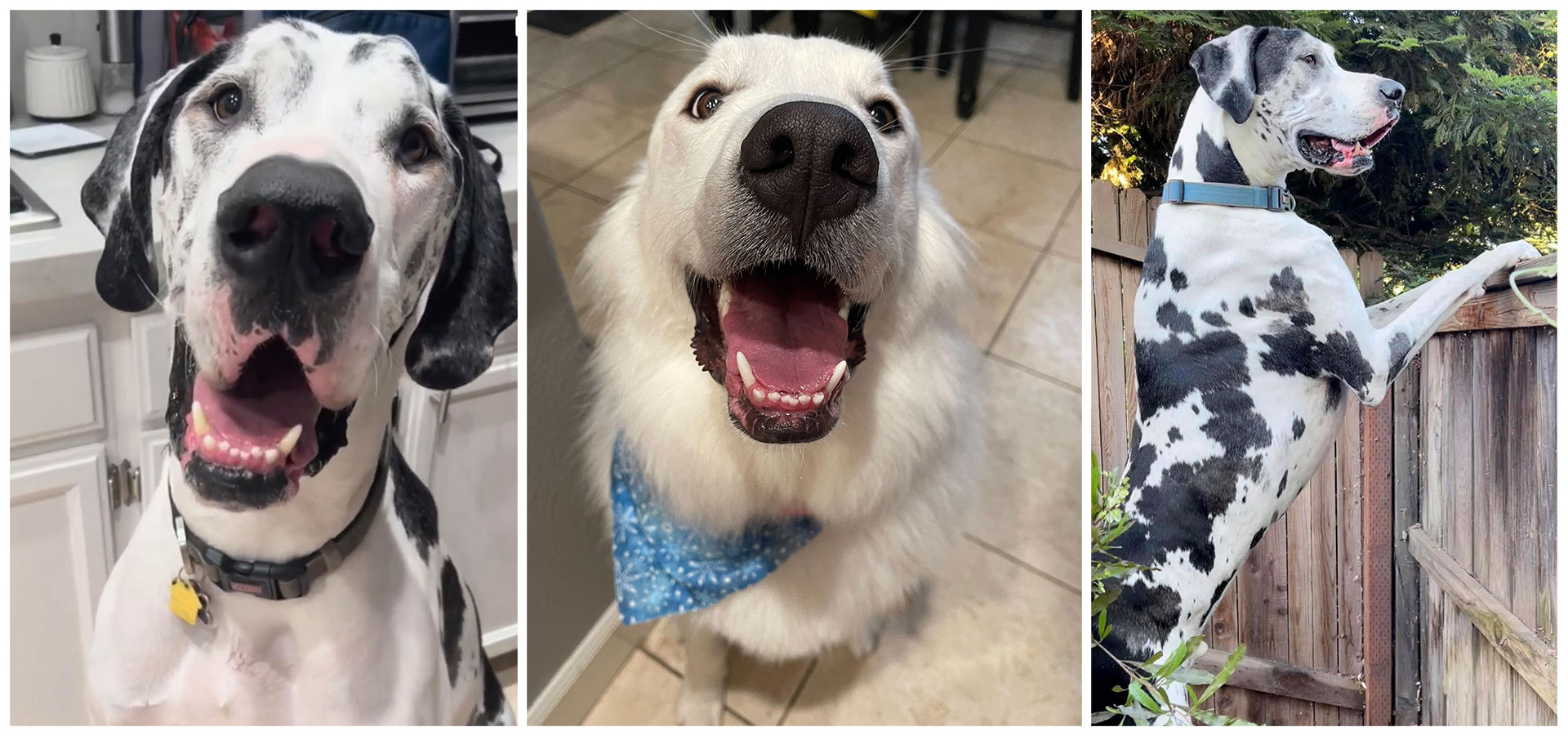 images of Hilo and Daisy